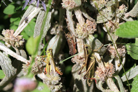 Grasshopper male   femaleの写真素材