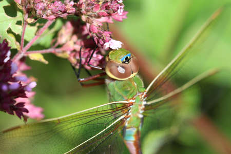 Green Darner Dragonflyの写真素材