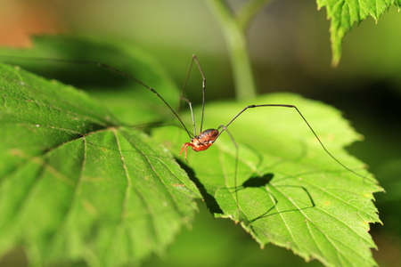 Harvestman