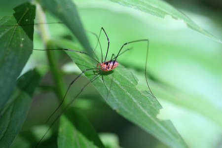 Harvestmanの写真素材