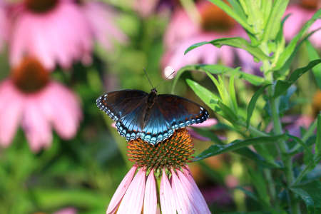 Red-spotted Purple Butterflyの写真素材