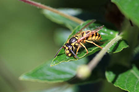 Saxon Waspの写真素材