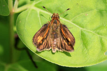 Skipper Butterflyの写真素材