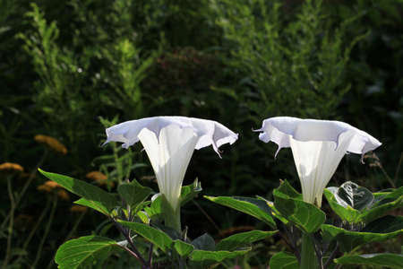 Datura Flowerの写真素材