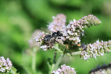 Black Beeの写真素材