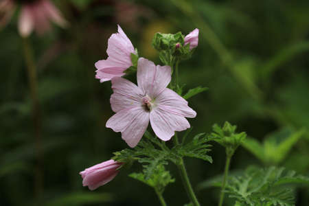 Mallow Flower の写真素材