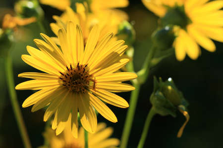 Sunflower の写真素材