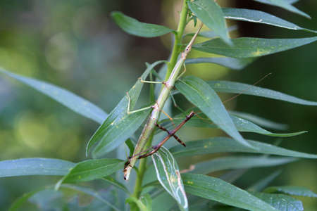 Walking Stick Insectの写真素材