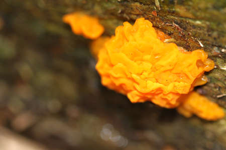 Yellow Brain Fungusの写真素材