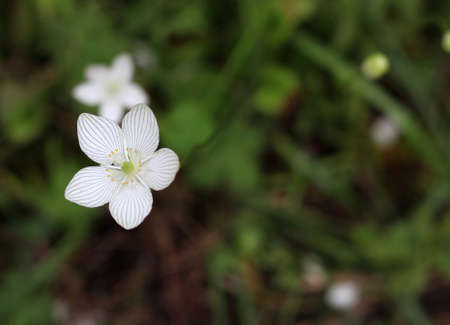 Grass-of-Parnassus Flowerの写真素材