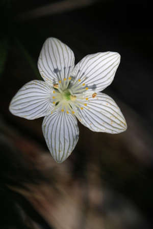 Grass-of-Parnassus Flowerの写真素材