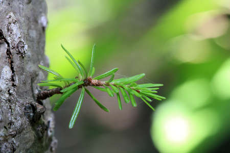 New Growth