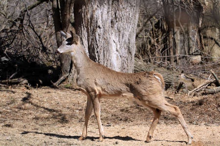 White-tailed Deerの写真素材