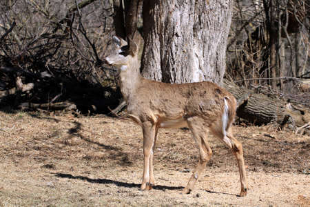 White-tailed Deerの写真素材