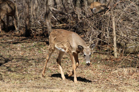 White-tailed Deerの写真素材