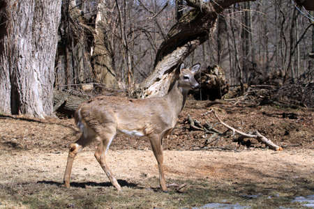 White-tailed Deerの写真素材