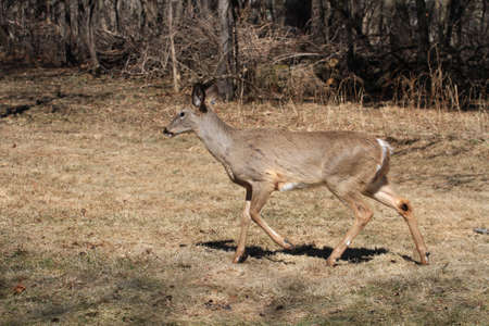 White-tailed Deerの写真素材