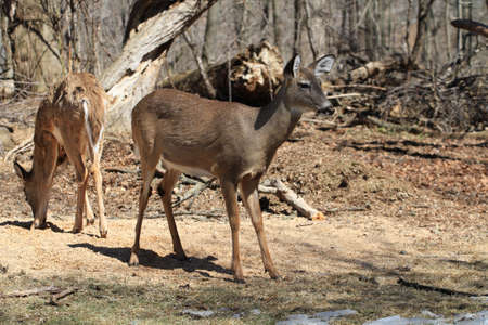 White-tailed Deerの写真素材