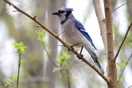 Bluejayの写真素材