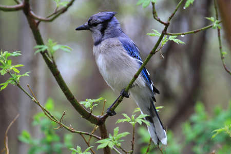 Bluejayの写真素材