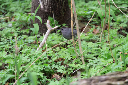 Gray Catbirdの写真素材
