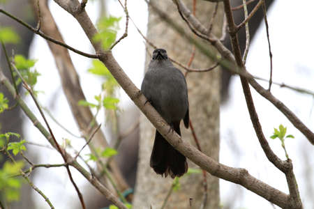 Gray Catbirdの写真素材