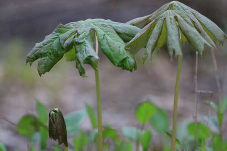 May Appleの写真素材