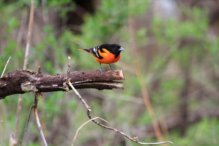 Northern Oriole Maleの写真素材