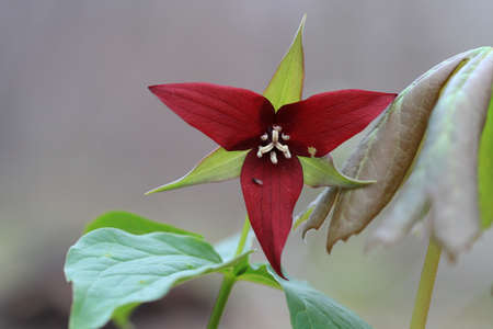 Red Trilliumの写真素材