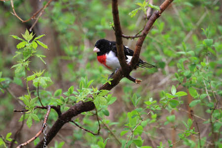 Rose-breasted Grosbeak maleの写真素材
