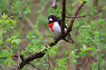 Rose-breasted Grosbeak maleの写真素材