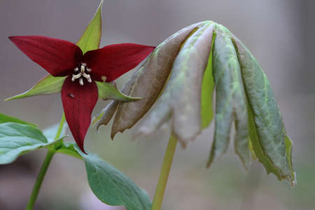 Red Trilliumの写真素材