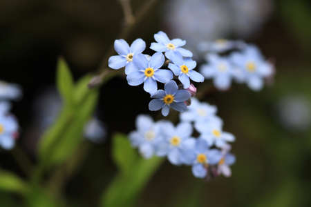 Forgetmenot Flowerの写真素材
