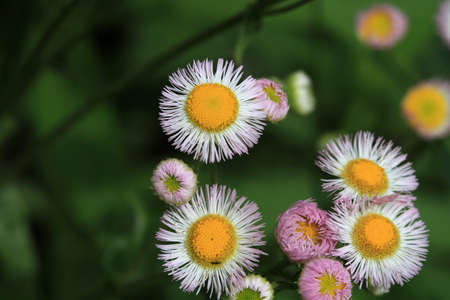Daisy Fleabane Flowerの写真素材