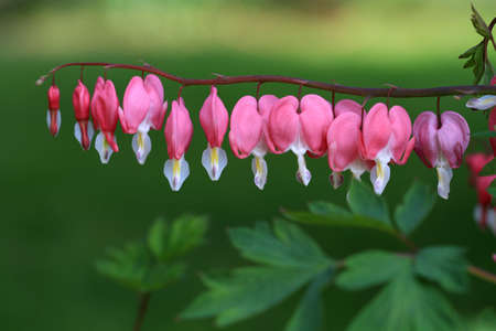 Bleeding Hearts Flowerの写真素材