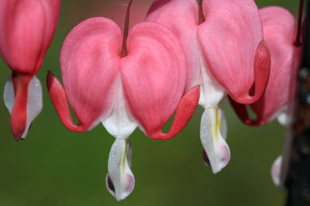 Bleeding Hearts Flowerの写真素材