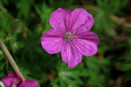 Wild Geranium Flowerの写真素材