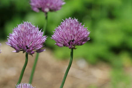 Chive Flowerの写真素材