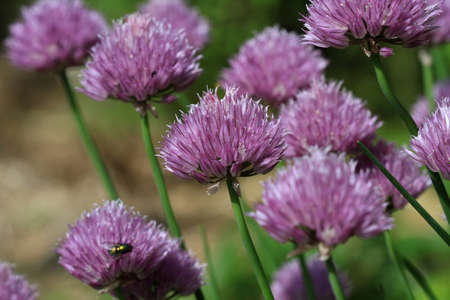 Chive Flowerの写真素材