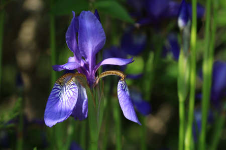 Iris Flowerの写真素材
