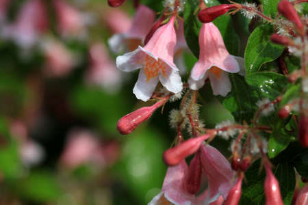 Pink and White Flowerの写真素材
