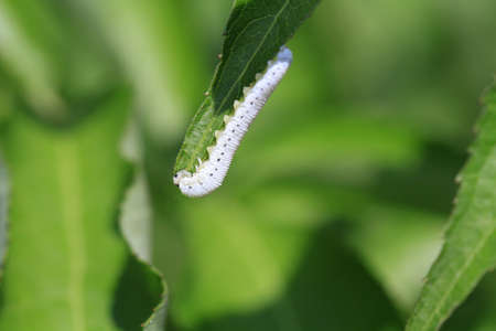 Dogwood Sawfly Larvae feeding on leaf in morning sunの写真素材