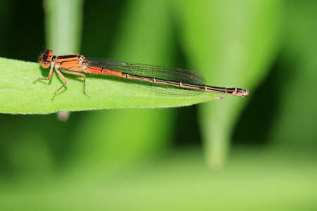 Eastern Forktail Damselfly female on leaf in morning lightの写真素材