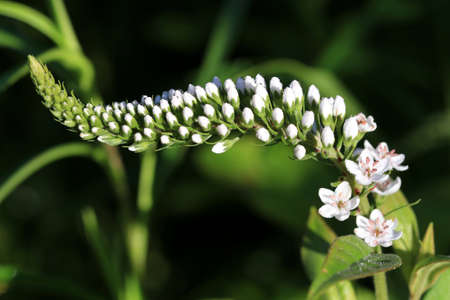Goose Neck flower in early morning lightの写真素材