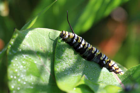 Monarch Caterpillar feeding on milkweed plant early morning lightの写真素材