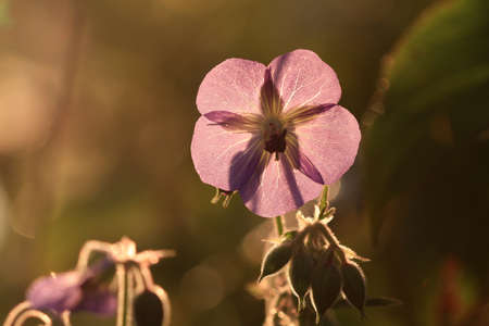 Wild Geranium flower back lite by early morning sunの写真素材