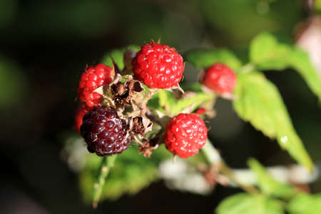 Wild Raspberryの写真素材