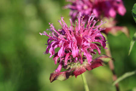 Bee Balm Flowerの写真素材