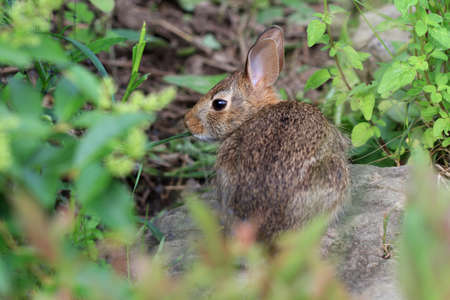 Cottontail Rabbitの写真素材