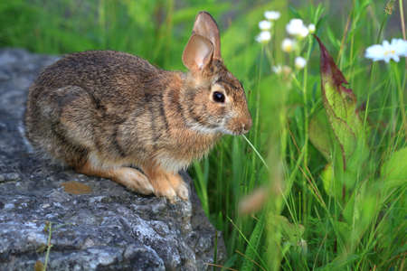 Cottontail Rabbitの写真素材